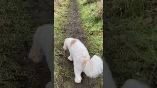 Lunch Time Walk with Hugo the Australian Labradoodle Part 2 #dogs  #puppy #shorts #fyp #dogexercise