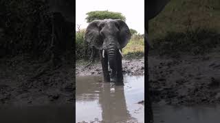 Mud bathing