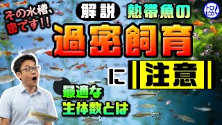 【密は危険です】熱帯魚の過密飼育に注意！最適な生体の匹数をプロが解説！