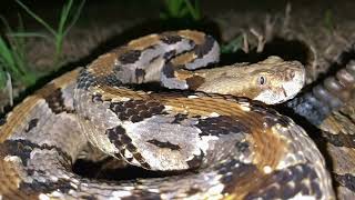 Night Rattlesnakes.  Western Diamondback and Timber Rattlesnake both found at night.