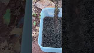 How to harvest venomous ants #shorts