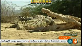 Short feet crocodiles of Iran under protection