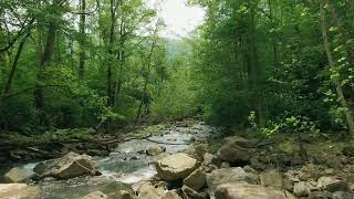 Birds Chirping & Forest Stream  🌧️  Water Sounds for Sleeping