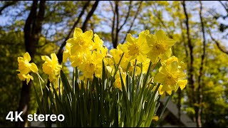 Walking in Europe – Monday Morning in Keukenhof Part 3 (4K, Stereo Sounds)