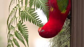 Chattering Lori eating fern sorus #2