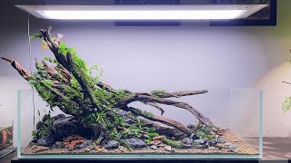 BIOTOPE AQUARIUM LAYOUT - Setup Hồ Thủy Sinh Biotope "SUỐI  MÙA XUÂN"