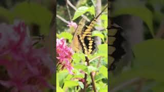 A butterfly flying in botanical 🪴 garden! I think she is in heaven 😀💓