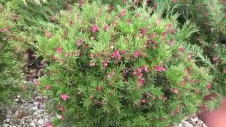 Grevillea Clear View David