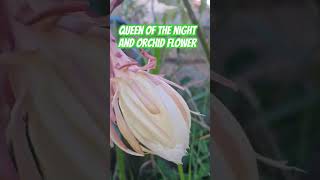 Queen of the Night and Orchid Flowers my mom plants #shortsvideo #queen of the night #flowers