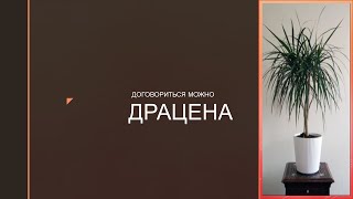 Драцена #драцена_уход