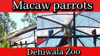 Macaw Parrots In Dehiwala Zoo | Colourful Parrots | Beautiful Bird | Amazing