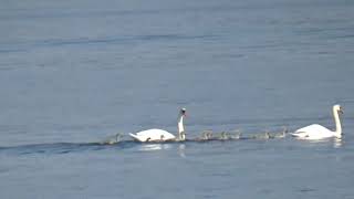 Famigliola di Cigni sul Lago di Garda