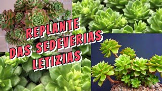 #REPLANTE DAS #LETIZIAS ! TUDO SOBRE O CULTIVO DESSA LINDA SEDEVERIA