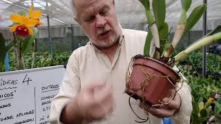 Adubação em Orquídeas 4