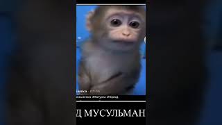 анимеееее