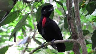 Bare necked Umbrellabird | Cephalopterus glabricollis | Pajaro Sombrilla