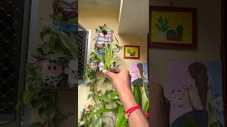 Spider Kaise Grow Karen #spiderplant #grow #trending #youtube