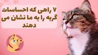 گربه: آنچه گربه های بامزه و خنده دار درباره شادی به ما می آموزند