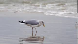 Vroege Vogels - Ongeduldige drieteenstrandloper