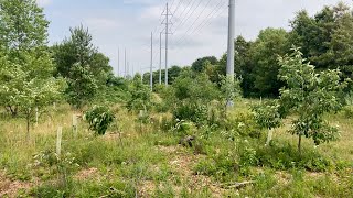 6/25 Drought Food Forest Walk