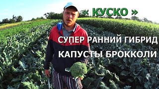 Супер ранний сорт капусты брокколи на котором можно заработать!