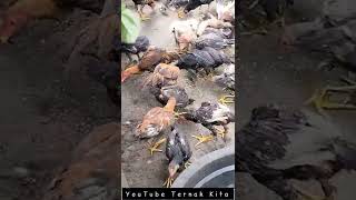 pemberian makan ayam ternak kita