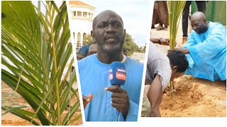 BOOLO NAATAL TUUBA: MET 500 PLANTES DANS RÉSIDENCE CHEIKHOUL KHADIM DE DAROU MARNÂNE, BAYE CHEIKH...