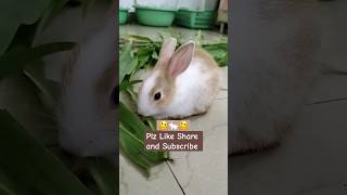 Colourful foodie babies #trending #rabbit #yt #cute #new #shorts #viralvideo #motivation #festival