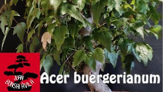 Acer buergerianum, primer pinzado de 2024.