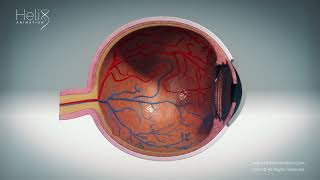 3D visualization of a Human Eye and its basic components