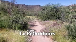 Desert Wildflowers and Butterflies - Relaxing