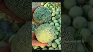 Hainan reticulated melon weighs more than one pound, orchard straight hair, tropical fruit reticula