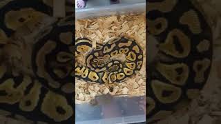 Live Feeding Ball Python strikes small rat