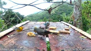 Prothonotary Warbler on BirdSouls Colombia Bird Feeder 2 eating bananas