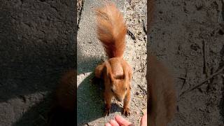 🐿️so#cute #squirrel 🥰#shorts #animals #동물 #wildlife #eating #mylife #funny #beautiful #nature