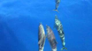 Grands dauphins à l'avant du bateau; magnifique rencontre...