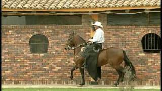 COQUETA DE CAPUCHINO.avi