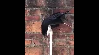 Modern Thirsty Crow. #funny #animals #unique