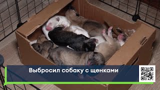 Выбросил собаку с щенками