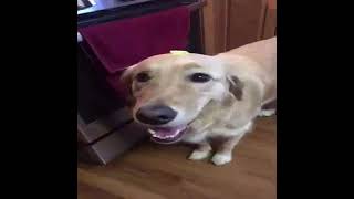 butter dog