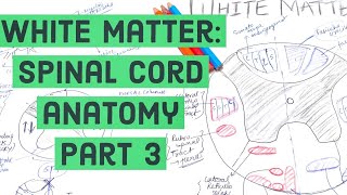 SPINAL CORD : WHITE MATTER STRUCTURE & FUNCTIONS