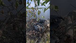 Black-winged kite birds in the nest #birds #mynasound #birdspecies #nature #beautifulanimals