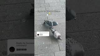 Chase came #pigeon #birds #birdslover #howtoviralshortvideo #nl #travel #birdsounds #funnyanimals