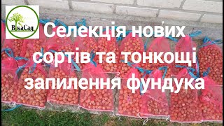 Селекція нових сортів та тонкощі запилення фундука