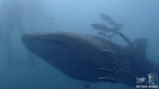 Китовая акула у Акульей скалы | Whale Shark at Shark Rock | Scuba Diving in Samaesan, Thailand