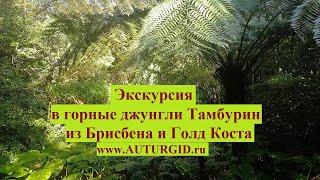 Экскурсия из Брисбена или Голд Коста в нац парк Тамбурин в горные джунгли и пещеру светлячков