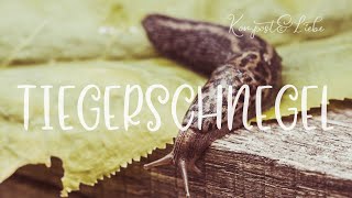 Tigerschnegel / Tigernacktschnecke 👍Ein Nützling in unserem Garten! | Kompost&Liebe