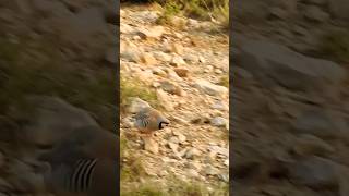 madi shikar ma pharhi chakor is tra mast  hota hia #birds #shortvideo #animals #hunting #shortsviral