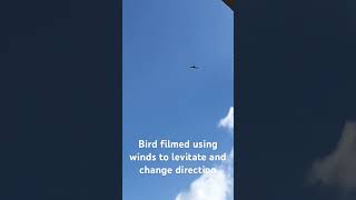 Bird filmed using winds to levitate and change direction