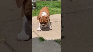 Maggie the English Bulldog